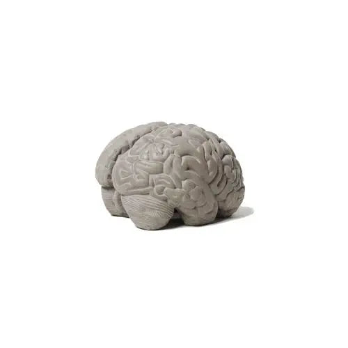 Brain Bookends ( Set of 2)